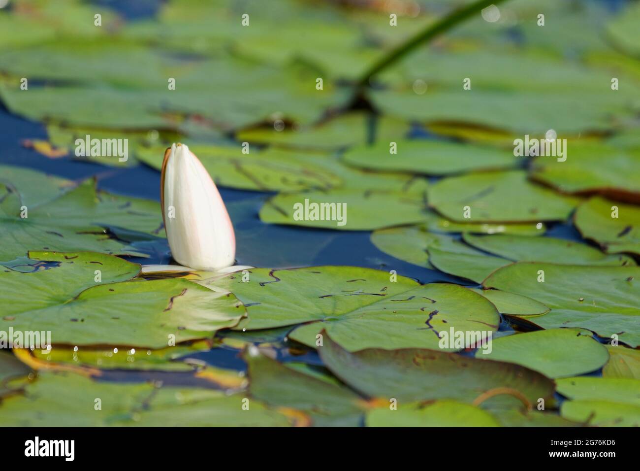 Giglio d'acqua bianco che sta per fiorire. Quebec, Canada. Foto Stock