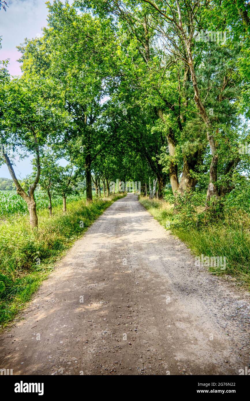 strada alberata attraverso i campi Foto Stock