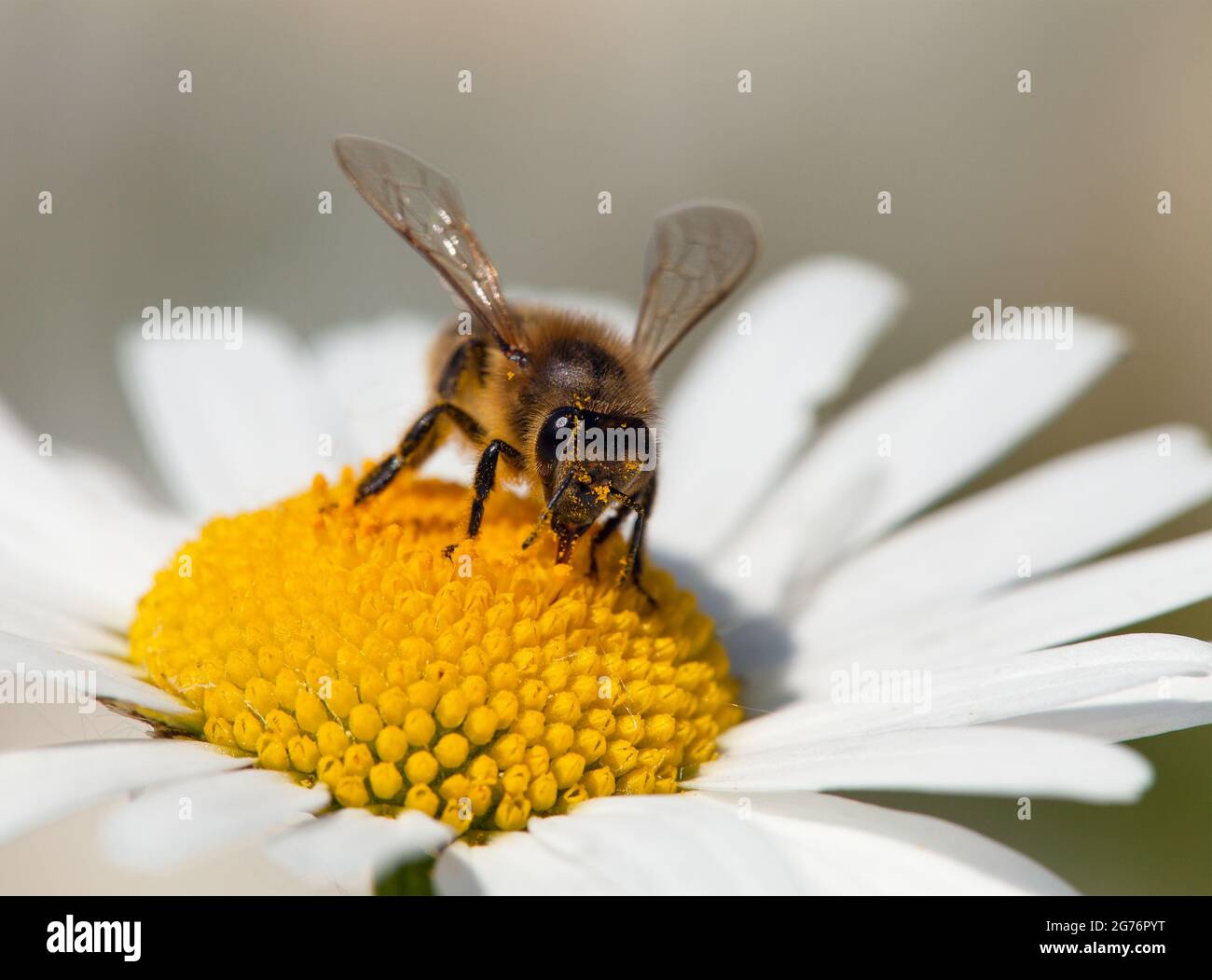 Particolare di ape dorata o di ape in latino Apis mellifera, europeo o occidentale ape di miele seduta su fiore bianco di daisy comune Foto Stock