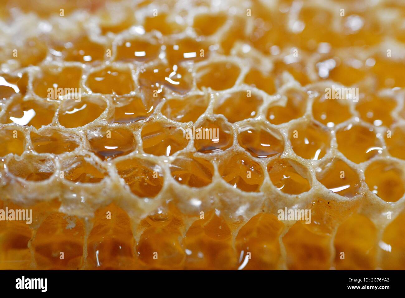 Cellule esagonali a nido d'ape con miele che tengono le uova dell'ape della regina e immagazzinano il polline ed il miele che le api operaie portano all'alveare Foto Stock
