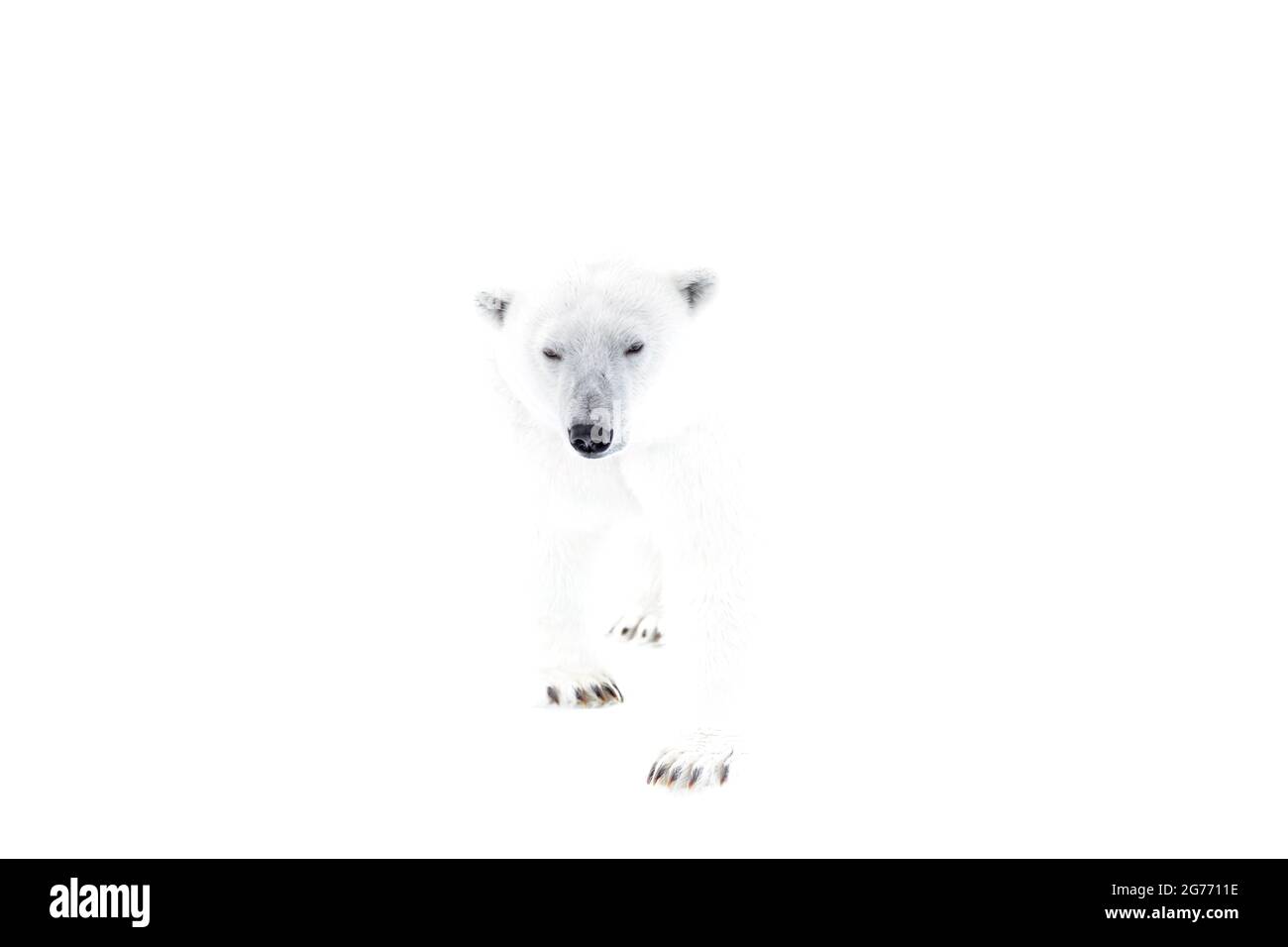 Orso polare fantasma su bianco, Spitsbergen Foto Stock