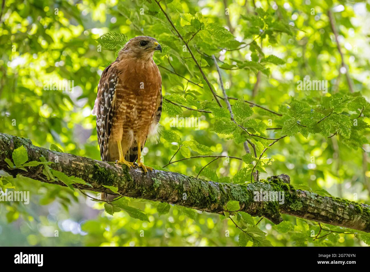 Maestoso falco dalle spalle rosse (Buteo lineatus) arroccato su un arto arboreo nelle montagne della Georgia settentrionale. (USA) Foto Stock