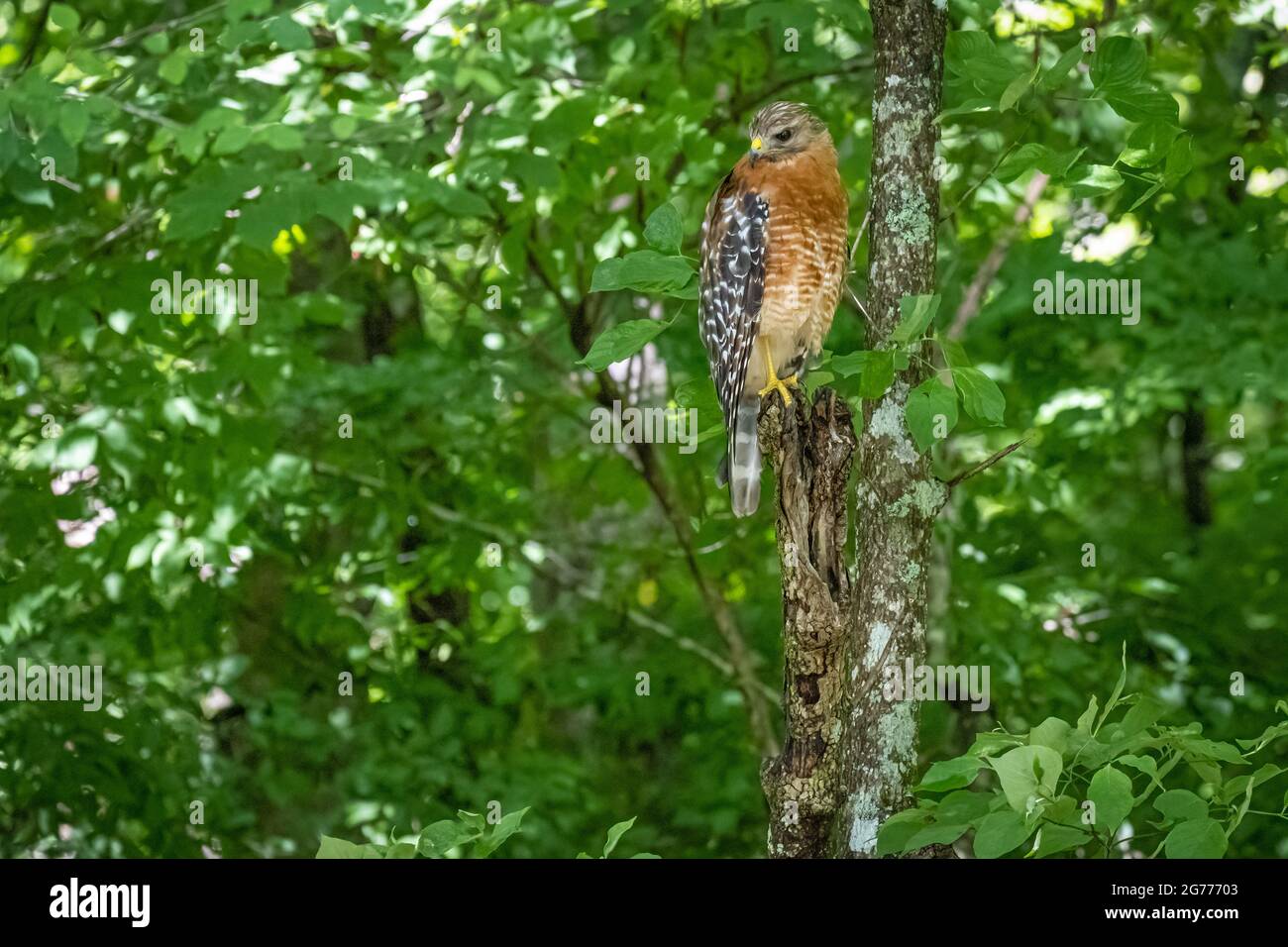 Falco a spalla rossa nelle montagne della Georgia settentrionale. (STATI UNITI) Foto Stock