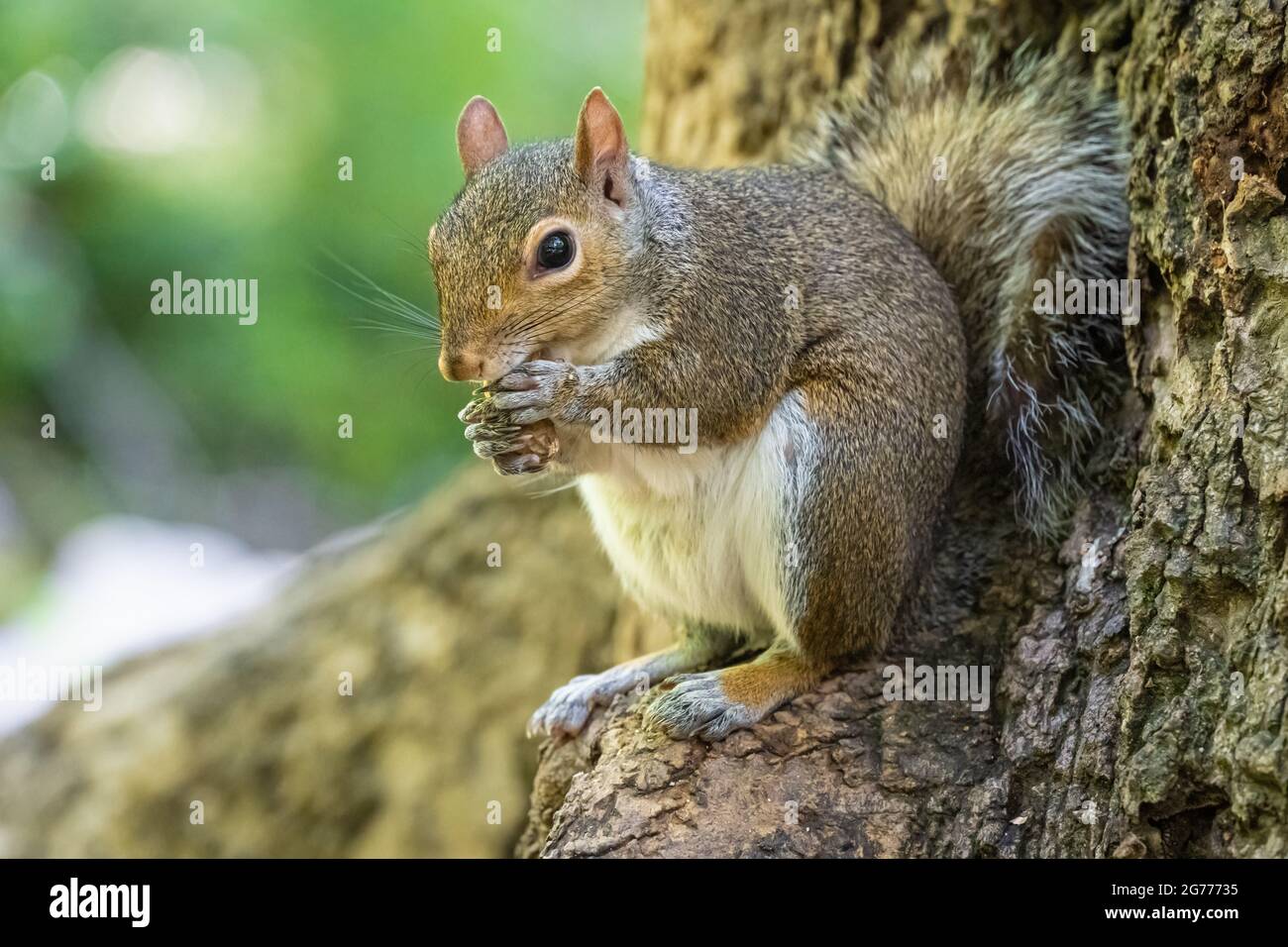 Scoiattolo grigio orientale (Sciurus carolinensis) che mangia una noce al Meeks Park a Blairsville, Georgia. (STATI UNITI) Foto Stock