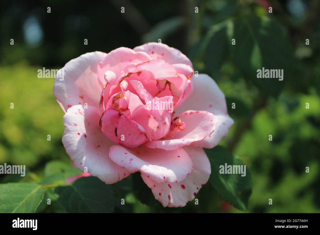 China Rose- in giardino, ben illuminato e ben ombreggiato Foto Stock