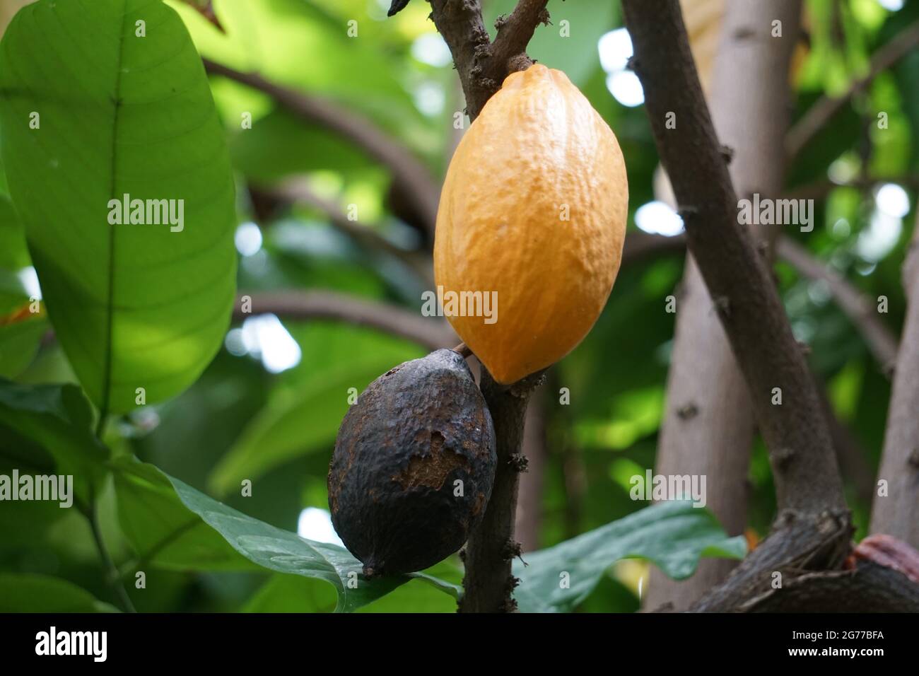 Cialde di cacao mature sull'albero (cacao) Foto Stock
