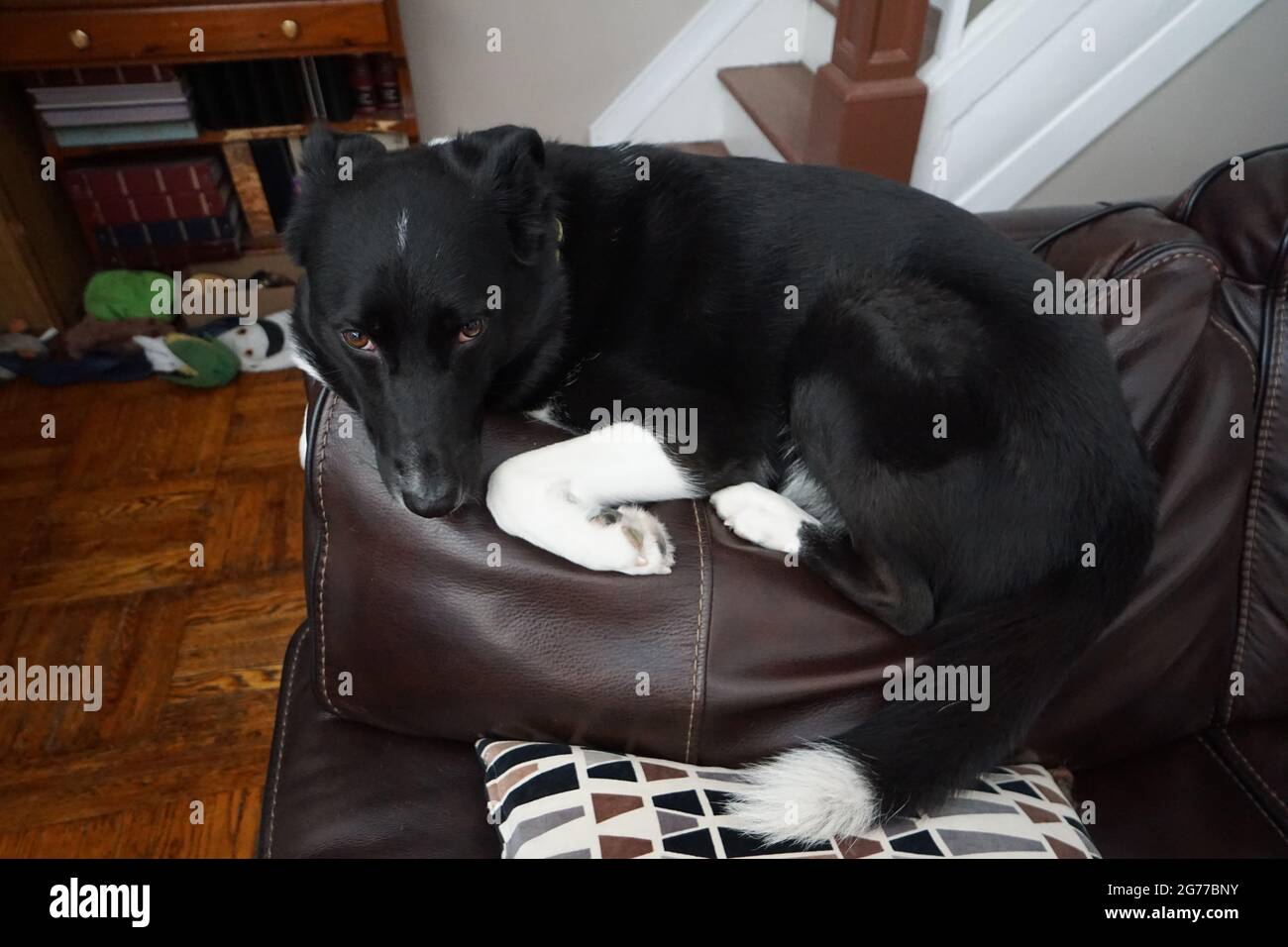 Cane su un divano che agisce come un gatto. Foto Stock