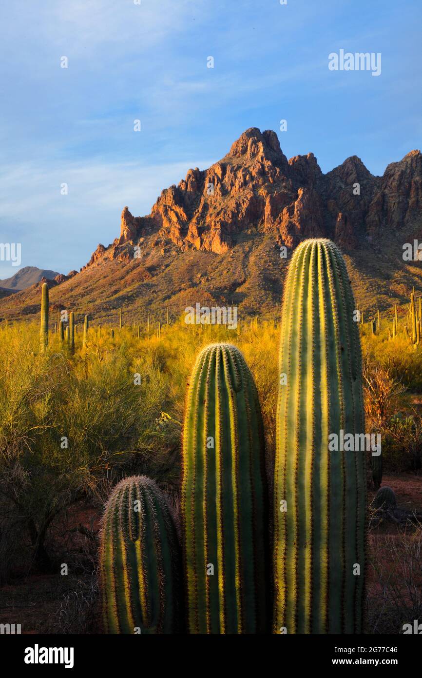 Ironwood Forest National Monument AZ / MAR prima luce pascola un trio di giovani cactus saguaro sotto Ragged Top, all'estremità nord del Silverbell rang Foto Stock