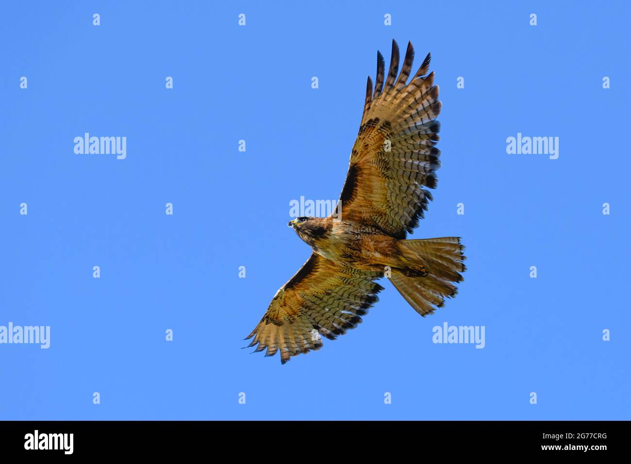 Un falco dalla coda rossa che in estate vola in isolamento contro un cielo blu chiaro sullo stato di Washington occidentale. L'uccello è visto dal basso come vola. Foto Stock