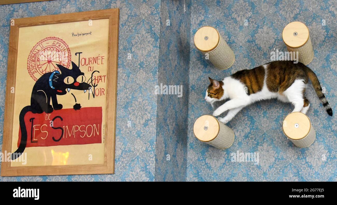 Lipsia, Germania. 01 luglio 2021. Nel tempio del gatto, Pedro il gatto  cammina su rulli di legno accanto a un poster che mostra una foto del 'gatto  nero' del pittore svizzero Théophile
