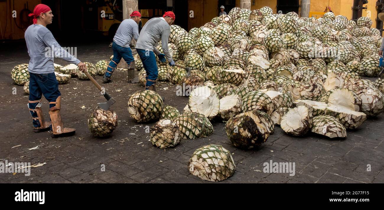 I lavoratori che dividono il cactus di agave blu piantano i cuori alla distilleria Jose Cuervo Tequila, Tequila, Jalisco, Messico Foto Stock