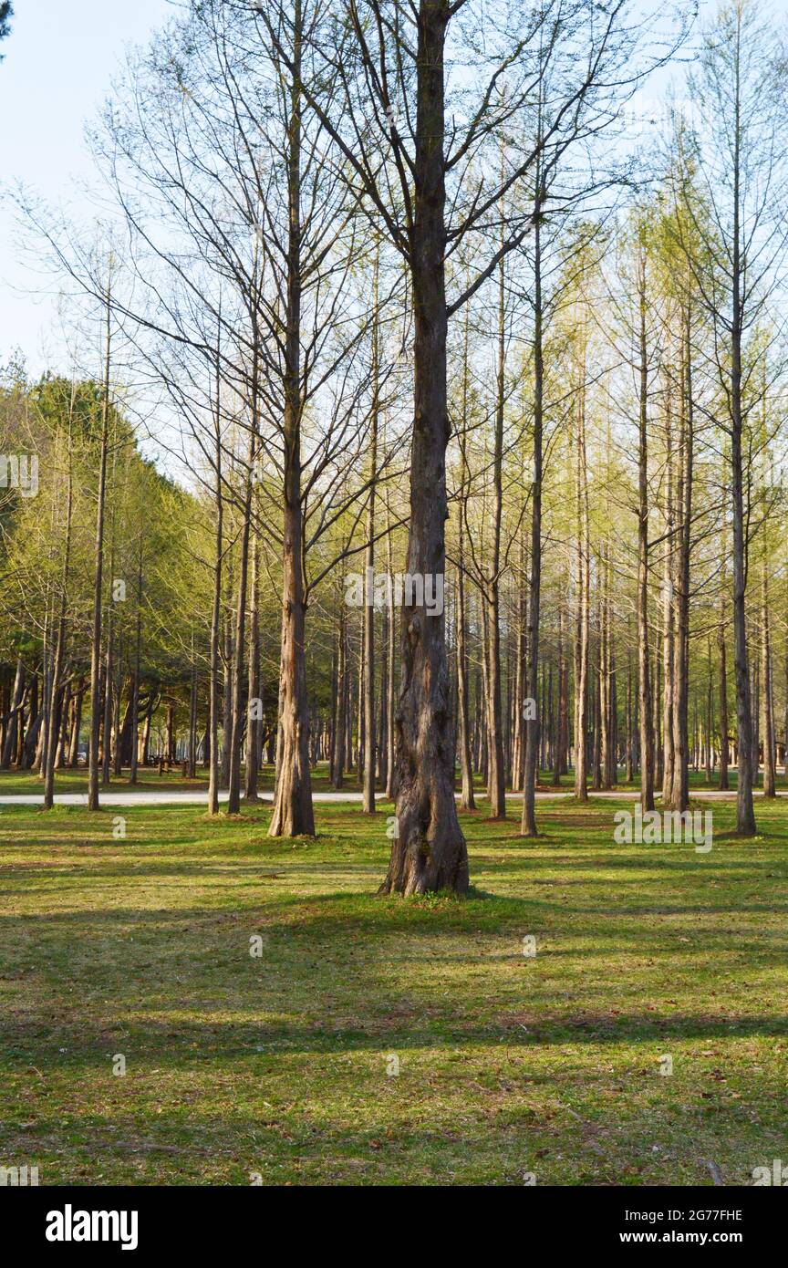 Alberi nel parco dell'isola di Nami nella Corea del Sud Foto Stock