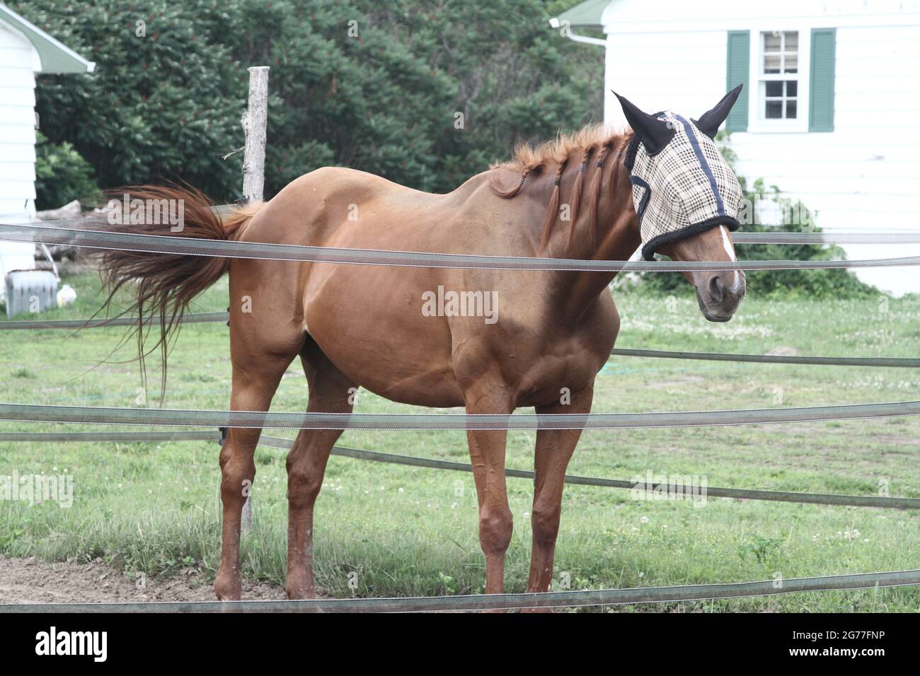 Cavallo con blinders e creme intrecciato Foto Stock