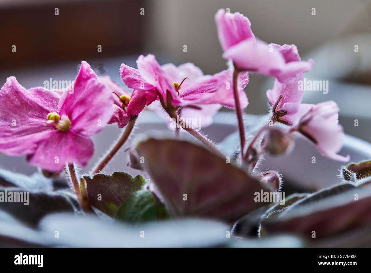 Fiore rosa in pentola macro fotografia in alta risoluzione Foto Stock