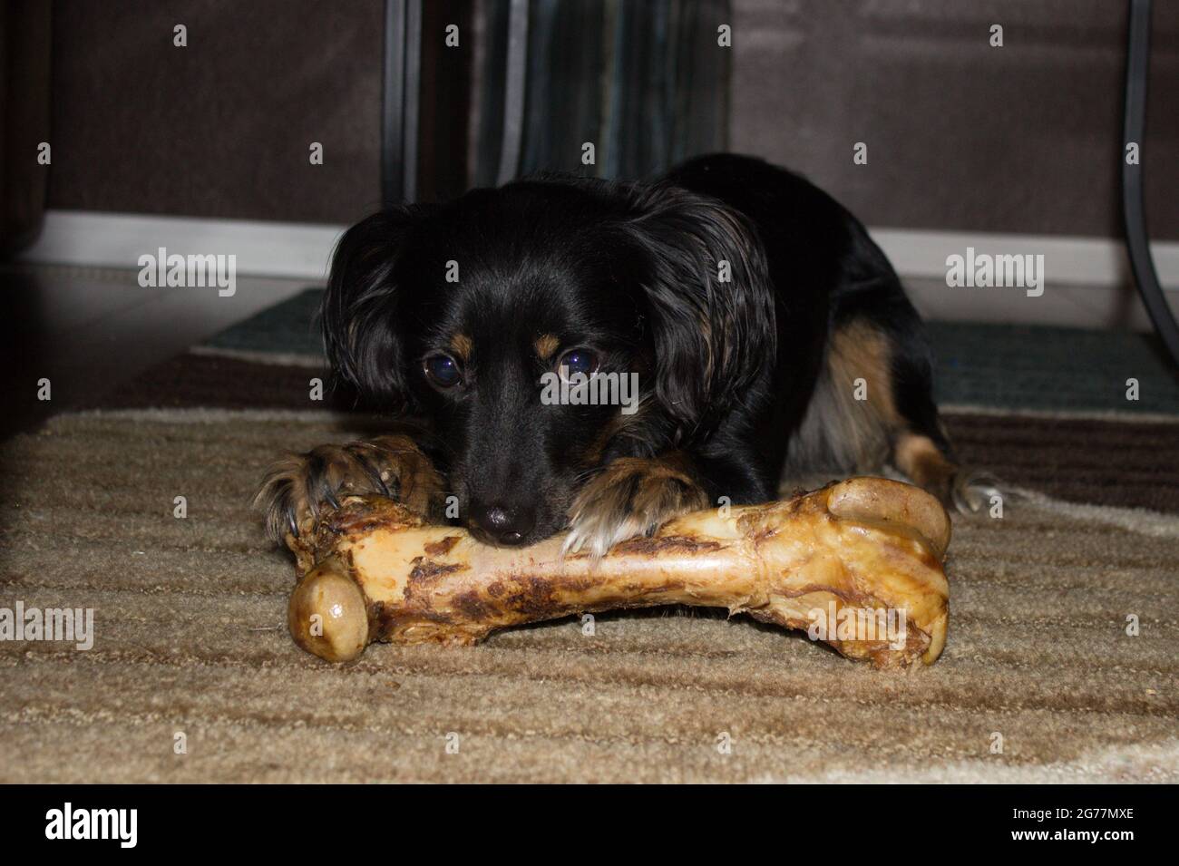 cuccioli che posano sul pavimento mangiando ossa Foto Stock
