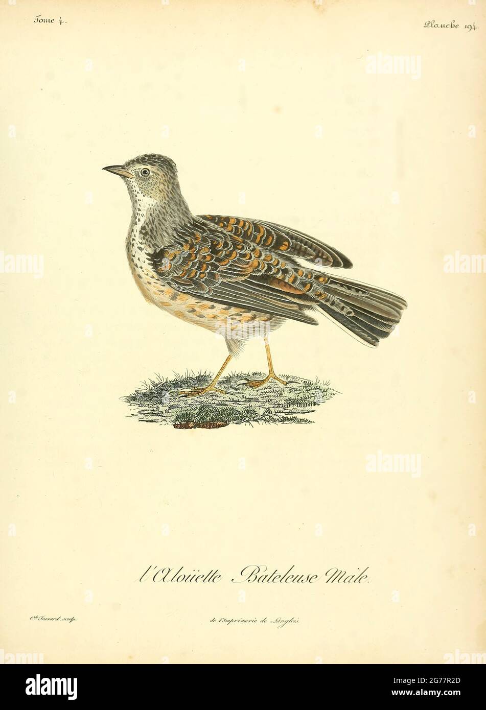 Alouette bateleuse Mirafra apiata - Capo Clapper Lark questa larice è un uccello lungo 15 cm, con una corona marrone, ricchi sottoparti rufosi, e una fattura forte. La larice di chiusura del capo ha parti superiori grigie e una faccia grigia, mentre la larice di chiusura di Agulhas ha parti superiori marrone scuro, Anche se la variazione individuale significa che non può sempre essere distinta in modo affidabile dalla razza nominata. Dal Libro Histoire naturelle des oiseaux d'Afrique [Storia Naturale degli uccelli d'Africa] Volume 4, di le Vaillant, Francois, 1753-1824; Pubblicazione a Parigi di Chez J.J. Fuchs, libraire 1805 Foto Stock