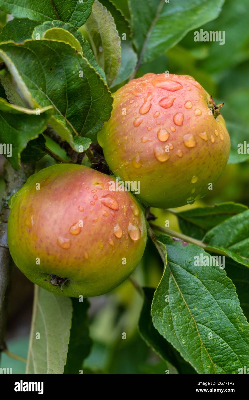 Mele verdi sull'albero, per fare sidro, una bevanda tipica dei Paesi Baschi, Gipuzkoa Foto Stock