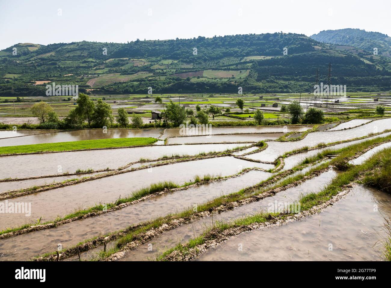 Vasto campo di riso terrazzato a collina, sobborgo di Sari, Provincia di Mazandaran, Iran, Persia, Asia occidentale, Asia Foto Stock