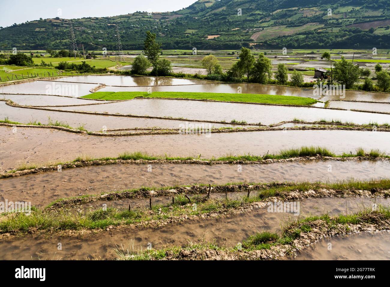 Vasto campo di riso terrazzato a collina, sobborgo di Sari, Provincia di Mazandaran, Iran, Persia, Asia occidentale, Asia Foto Stock