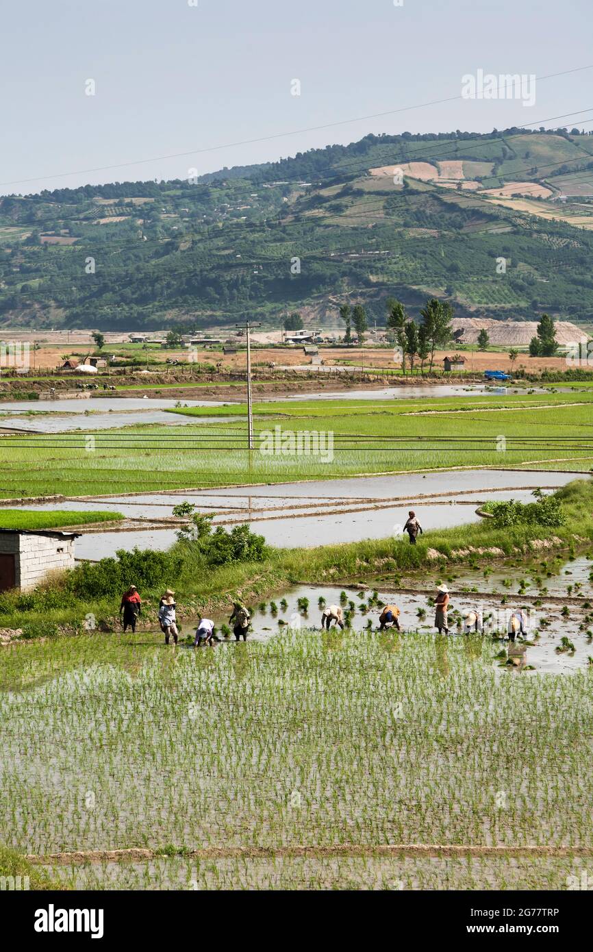 Vasto campo di riso terrazzato a collina, sobborgo di Sari, Provincia di Mazandaran, Iran, Persia, Asia occidentale, Asia Foto Stock