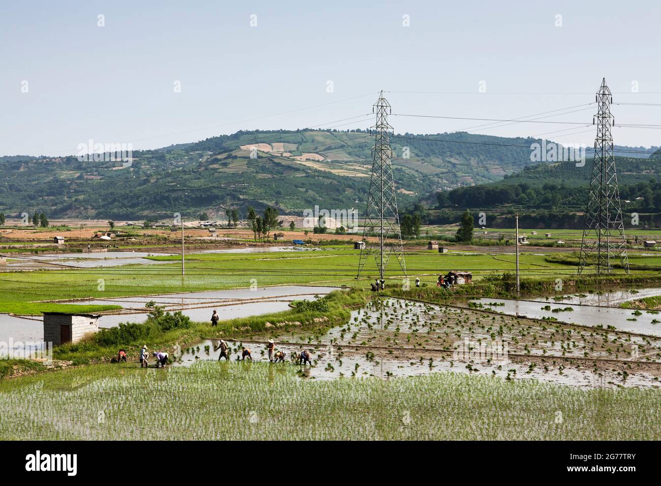 Vasto campo di riso terrazzato a collina, sobborgo di Sari, Provincia di Mazandaran, Iran, Persia, Asia occidentale, Asia Foto Stock
