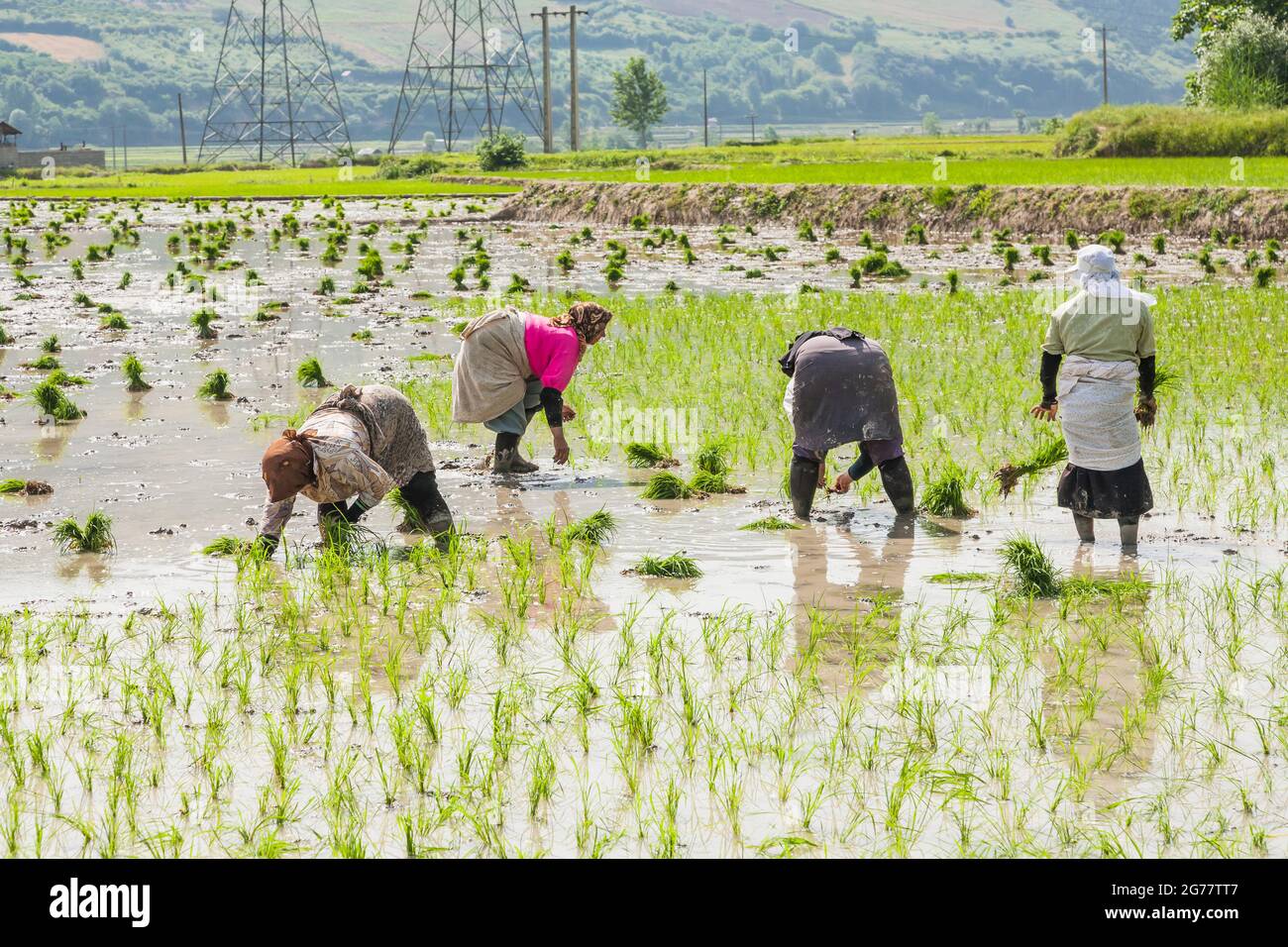Donne che lavorano (piantando) in campo di riso terrazzato a collina, sobborgo di Sari, Provincia di Mazandaran, Iran, Persia, Asia occidentale, Asia Foto Stock