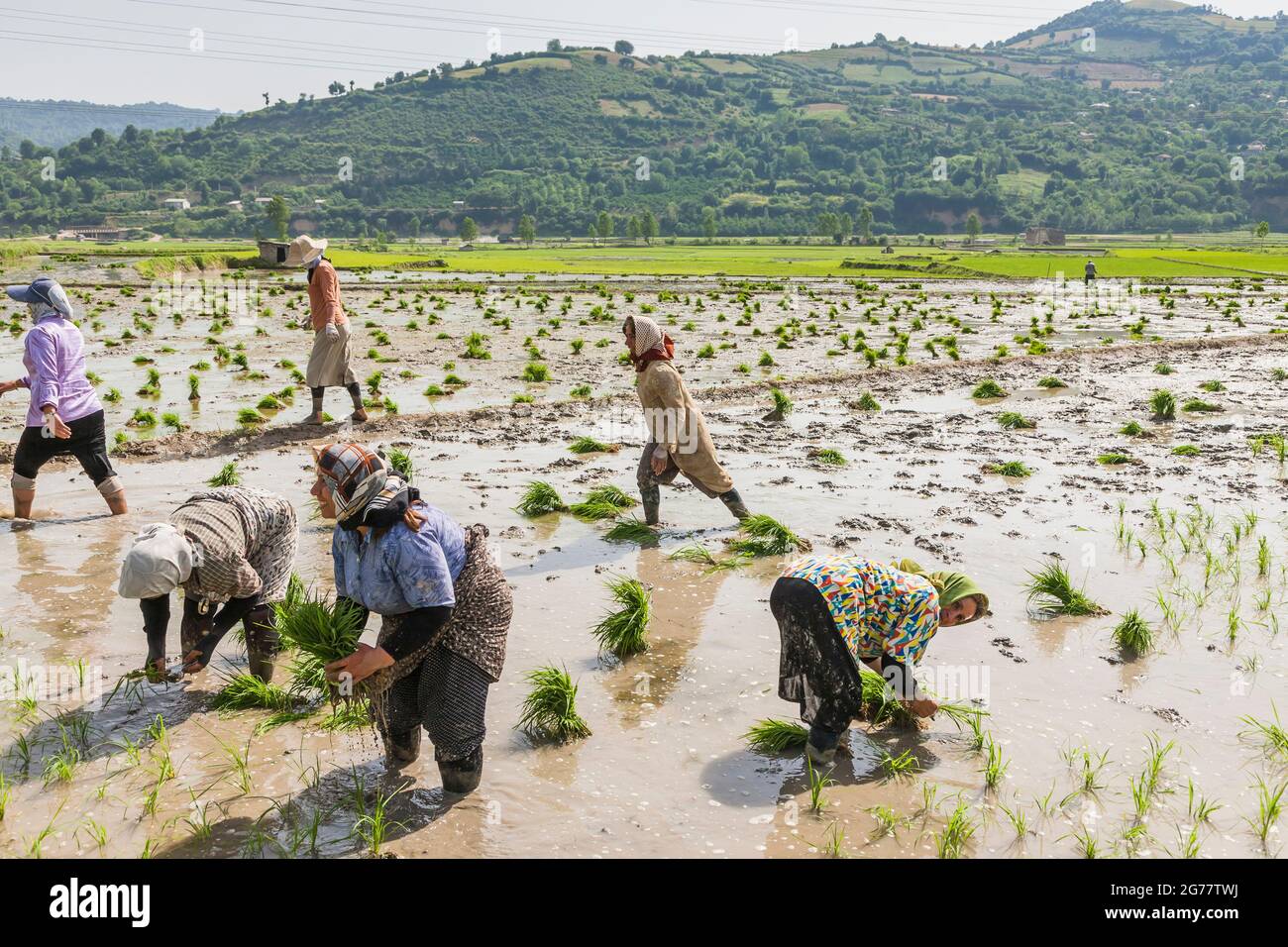 Donne che lavorano (piantando) in campo di riso terrazzato a collina, sobborgo di Sari, Provincia di Mazandaran, Iran, Persia, Asia occidentale, Asia Foto Stock