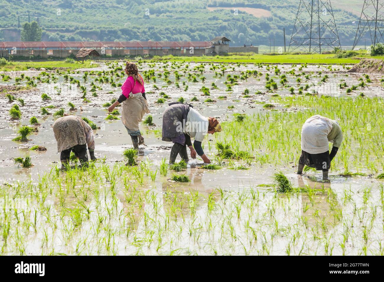 Donne che lavorano (piantando) in campo di riso terrazzato a collina, sobborgo di Sari, Provincia di Mazandaran, Iran, Persia, Asia occidentale, Asia Foto Stock
