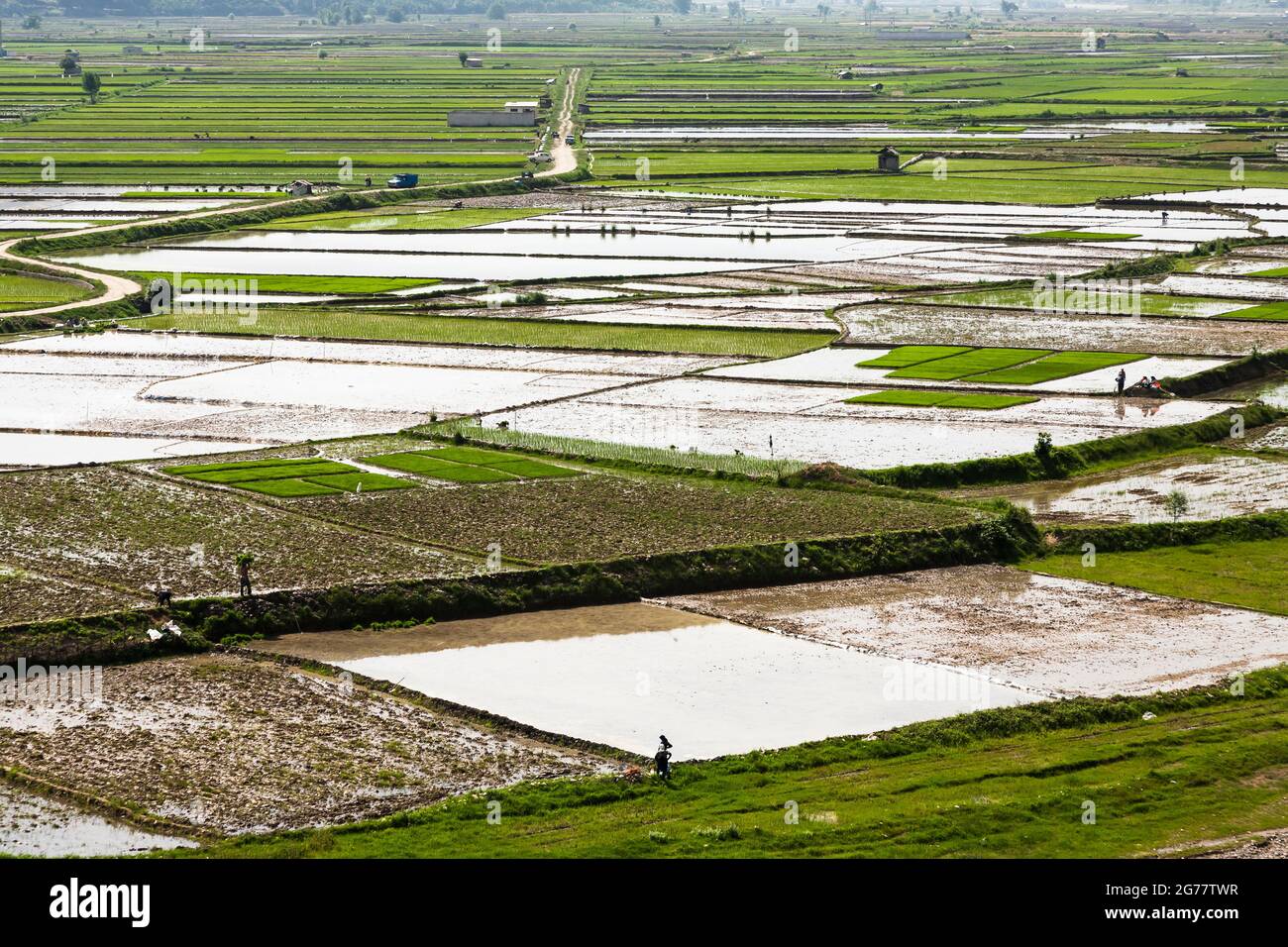 Vasto campo di riso terrazzato a collina, sobborgo di Sari, Provincia di Mazandaran, Iran, Persia, Asia occidentale, Asia Foto Stock