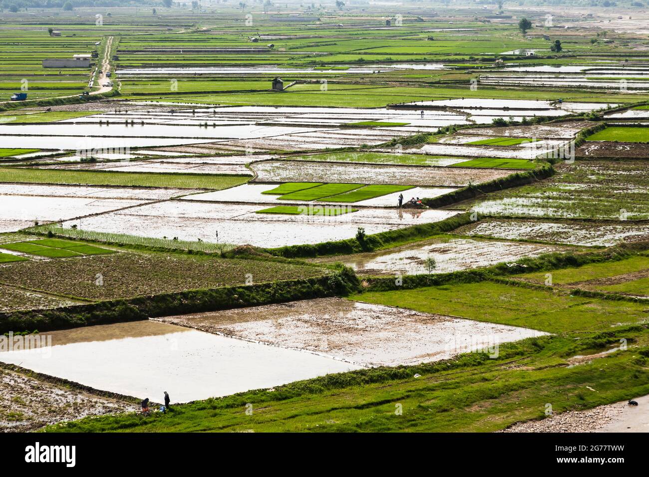 Vasto campo di riso terrazzato a collina, sobborgo di Sari, Provincia di Mazandaran, Iran, Persia, Asia occidentale, Asia Foto Stock