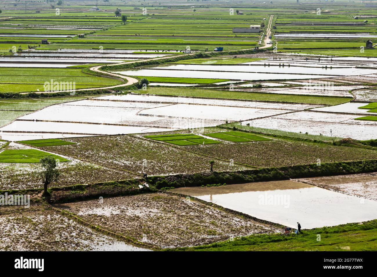Vasto campo di riso terrazzato a collina, sobborgo di Sari, Provincia di Mazandaran, Iran, Persia, Asia occidentale, Asia Foto Stock