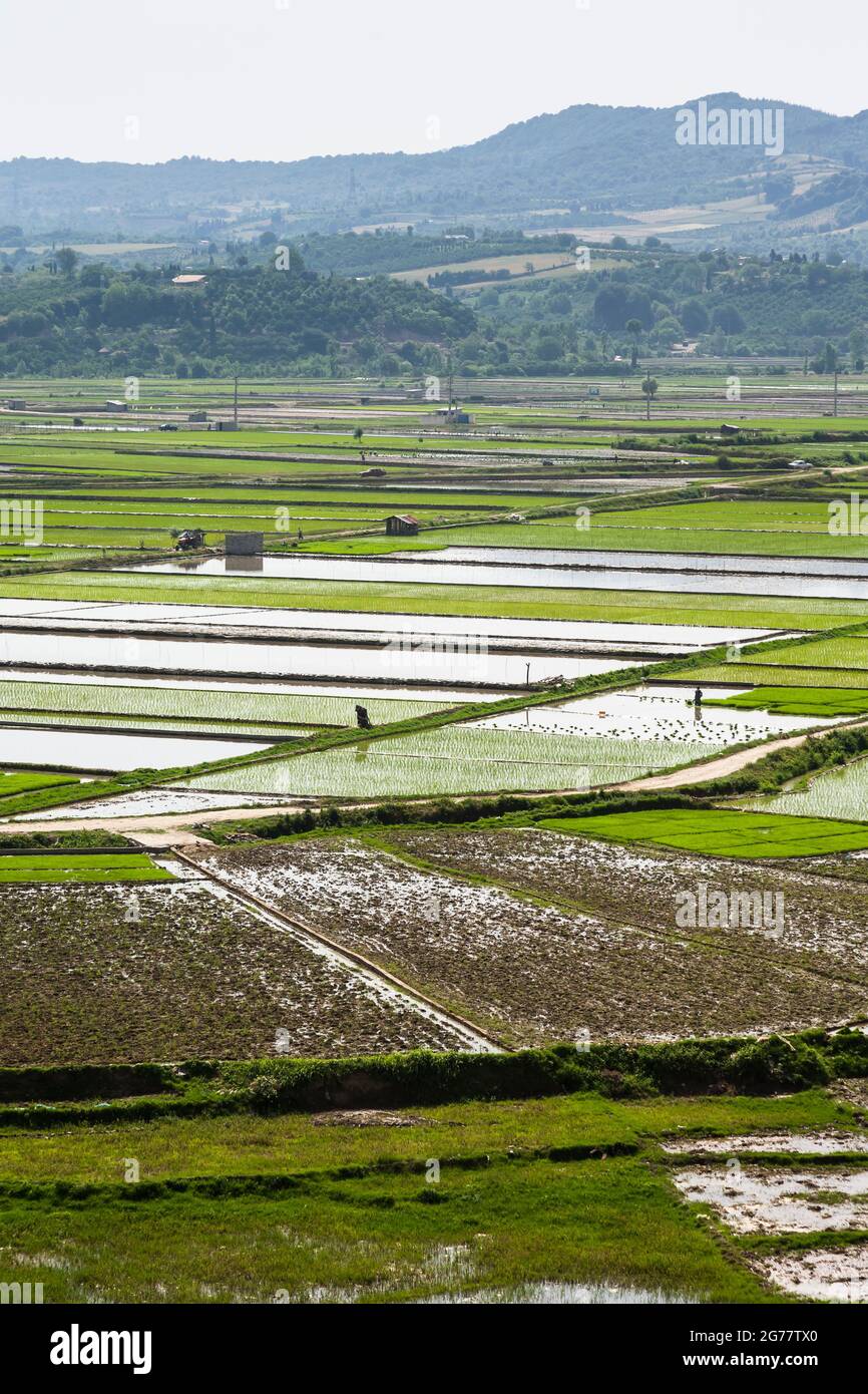 Vasto campo di riso terrazzato a collina, sobborgo di Sari, Provincia di Mazandaran, Iran, Persia, Asia occidentale, Asia Foto Stock