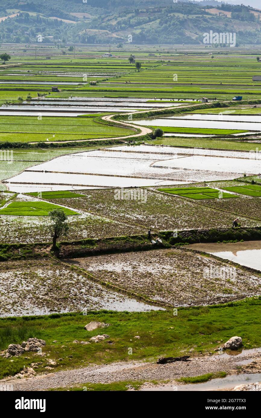 Vasto campo di riso terrazzato a collina, sobborgo di Sari, Provincia di Mazandaran, Iran, Persia, Asia occidentale, Asia Foto Stock