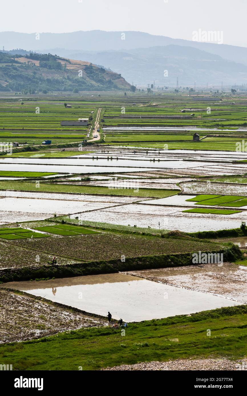 Vasto campo di riso terrazzato a collina, sobborgo di Sari, Provincia di Mazandaran, Iran, Persia, Asia occidentale, Asia Foto Stock