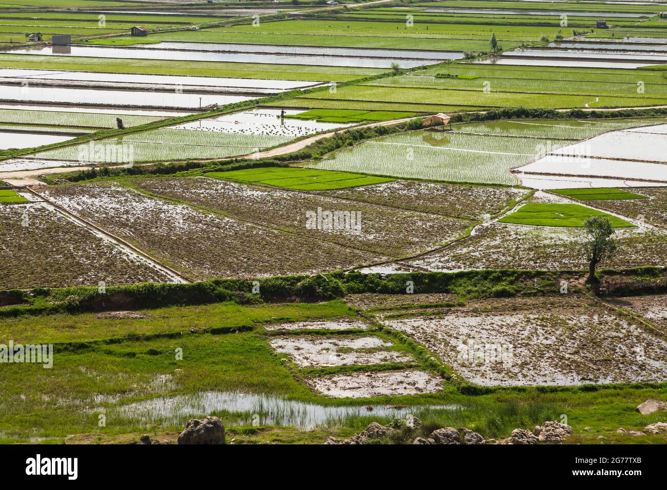 Vasto campo di riso terrazzato a collina, sobborgo di Sari, Provincia di Mazandaran, Iran, Persia, Asia occidentale, Asia Foto Stock