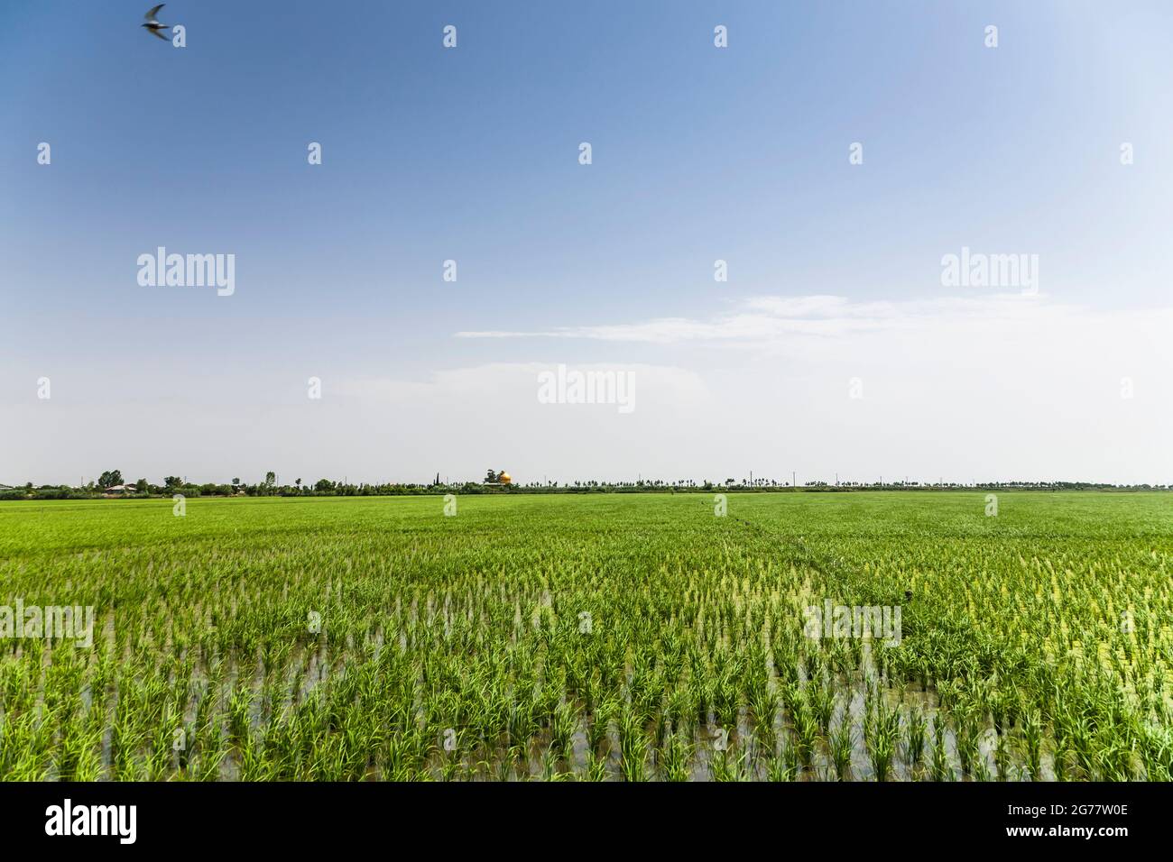 Vasto campo di riso (risaia) nella zona costiera del Mar Caspio, sobborgo di Sari, provincia di Mazandaran, Iran, Persia, Asia occidentale, Asia Foto Stock