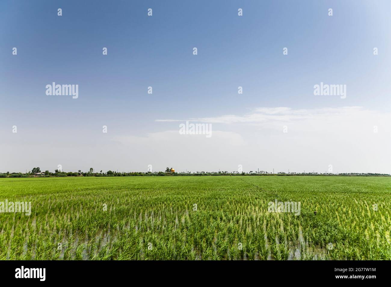 Vasto campo di riso (risaia) nella zona costiera del Mar Caspio, sobborgo di Sari, provincia di Mazandaran, Iran, Persia, Asia occidentale, Asia Foto Stock
