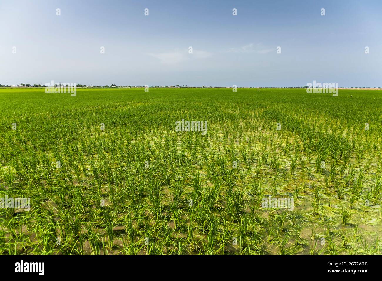 Vasto campo di riso (risaia) nella zona costiera del Mar Caspio, sobborgo di Sari, provincia di Mazandaran, Iran, Persia, Asia occidentale, Asia Foto Stock