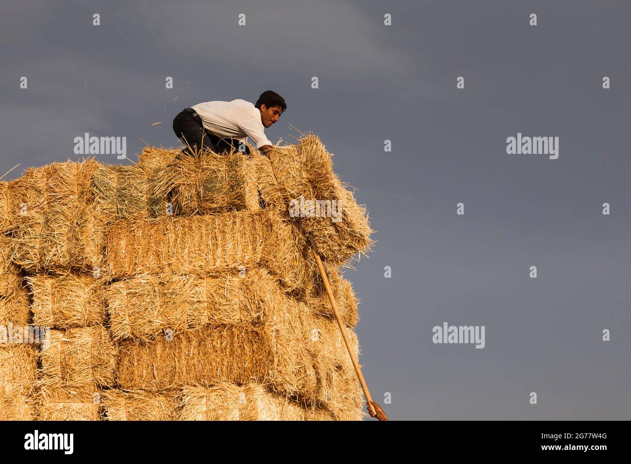 Coltivatori che fanno le balle di paglia in campo di grano, bagliore di sera, organo, Provincia di Golestan, Iran, Persia, Asia occidentale, Asia Foto Stock