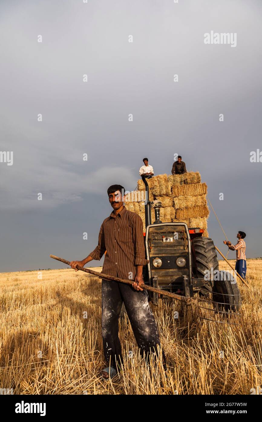 Coltivatori che fanno le balle di paglia in campo di grano, bagliore di sera, organo, Provincia di Golestan, Iran, Persia, Asia occidentale, Asia Foto Stock