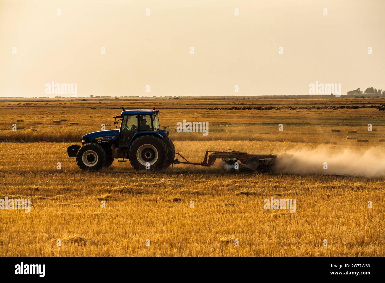 Trattore che lavora in campo di grano al tramonto, sobborgo di Gorgan, Provincia di Golestan, Iran, Persia, Asia occidentale, Asia Foto Stock