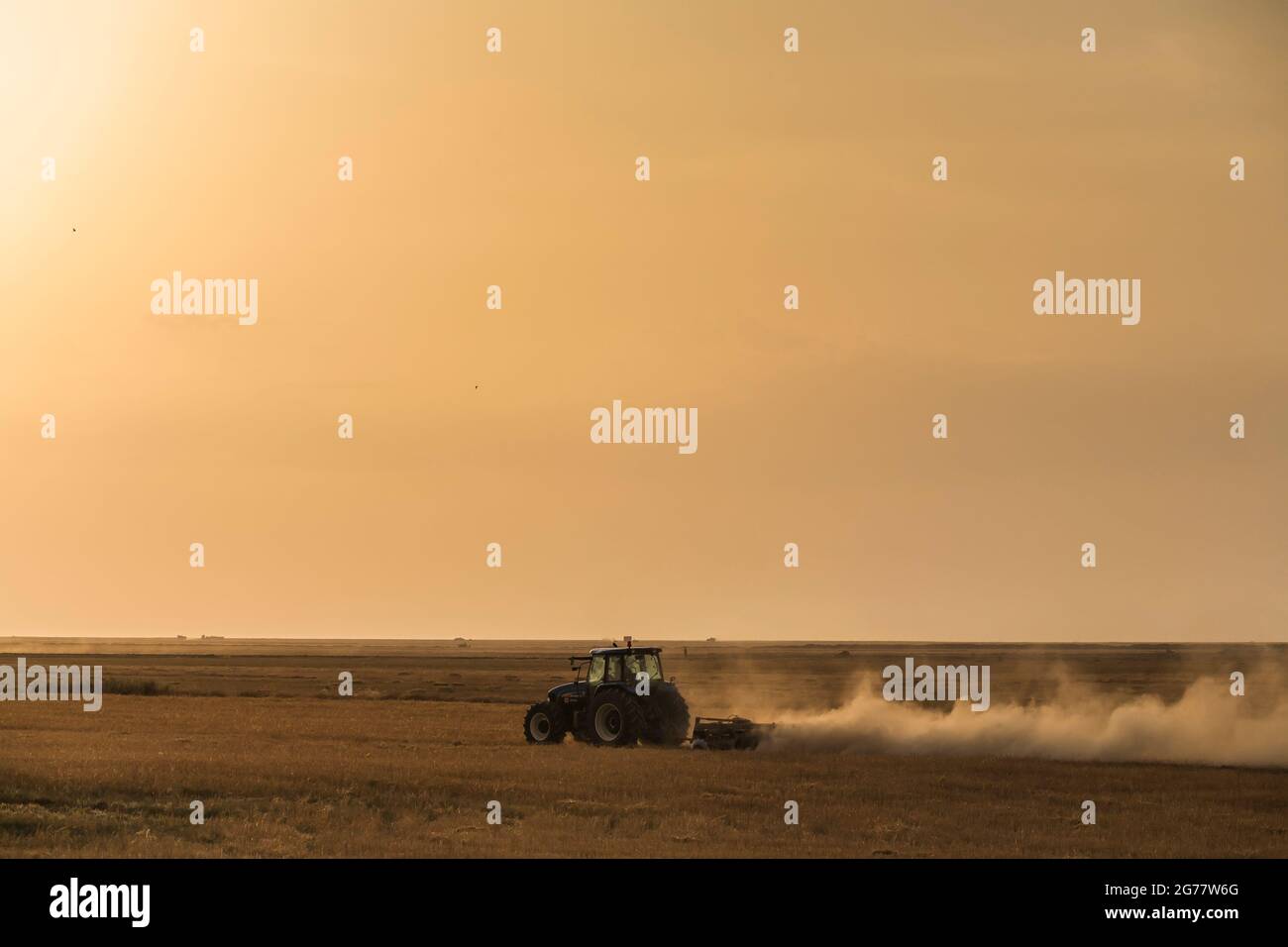 Trattore che lavora in campo di grano al tramonto, sobborgo di Gorgan, Provincia di Golestan, Iran, Persia, Asia occidentale, Asia Foto Stock
