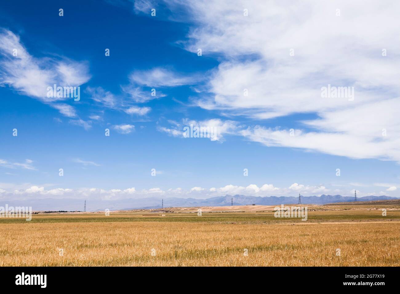 Campi di grano, vicino alla Cittadella di Tus, Tus(Tous), sobborgo di Mashhad, provincia di Razavi Khorasan, Iran, Persia, Asia occidentale, Asia Foto Stock