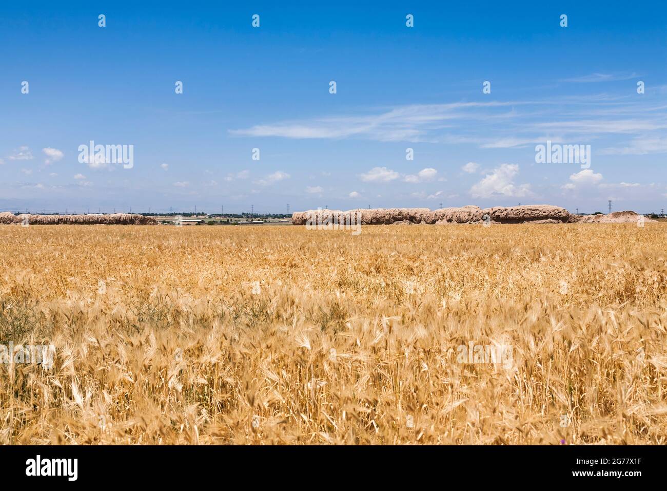 Bastione della Cittadella di Tus (Castello di Kohandezh Tous), campi di grano, Tus(Tous), sobborgo di Mashhad, Provincia di Razavi Khorasan, Iran, Persia, Asia occidentale, Asia Foto Stock