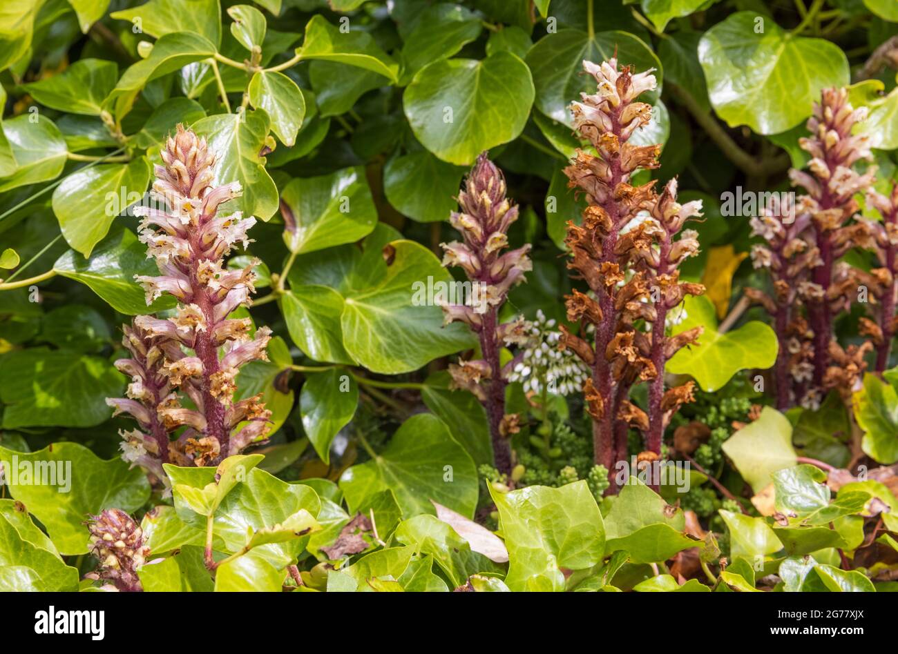 Ivy broomrape (Orobanche hederae), Castle Hill, Tenby, Pembrokeshire, Galles Foto Stock