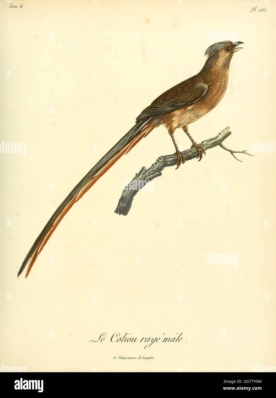 Coliou rayé maschio (Colius striatus) - Mugebird speckled il mousebird speckled (Colius striatus) è la più grande specie di mousebird, così come una delle più comuni. Si trova in tutta la maggior parte dell'Africa Centrale, Orientale e Meridionale. Dal Libro Histoire naturelle des oiseaux d'Afrique [Storia Naturale degli uccelli dell'Africa] Volume 6, di le Vaillant, Francois, 1753-1824; pubblica a Parigi di Chez J.J. Fuchs, libraire 1808 Foto Stock