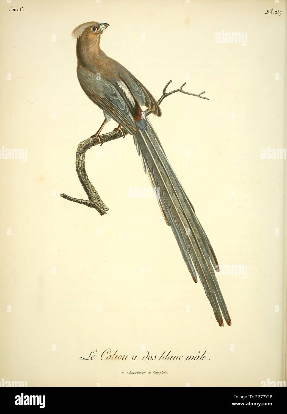 Coliou à dos blanc (Colius colius) - Mousebird bianco il mousebird bianco (Colius colius) è una grande specie di mousebird. È distribuito nelle regioni occidentali e centrali dell'Africa meridionale dalla Namibia e dal Botswana meridionale verso est fino al Transvaal centrale e al Capo orientale. Questo mousebird preferisce gli habitat secchi degli scrub, come il thornveld, il fynbos scrub e il semi-deserto. Dal libro Histoire naturelle des oiseaux d'Afrique [Storia Naturale degli uccelli dell'Africa] Volume 6, di le Vaillant, Francois, 1753-1824; Publish in Paris by Chez J.J. Fuchs, libraire 1808 Foto Stock