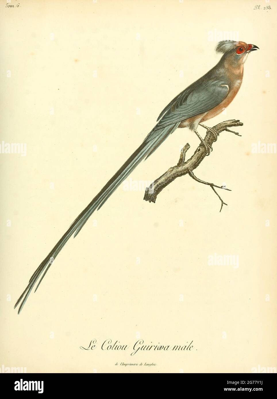 Male Coliou quiriwa dal libro Histoire naturelle des oiseaux d'Afrique [Storia Naturale degli uccelli dell'Africa] Volume 6, di le Vaillant, Francois, 1753-1824; pubblica a Parigi di Chez J.J. Fuchs, libraire 1808 Foto Stock