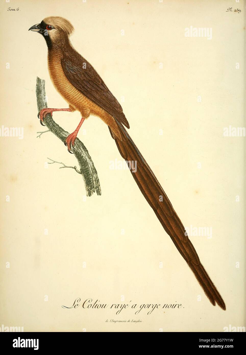 Maschio Coliou raye una gola noire [Black-throated Striped mousebird] dal Libro Histoire naturelle des oiseaux d'Afrique [Storia Naturale degli uccelli dell'Africa] Volume 6, di le Vaillant, Francois, 1753-1824; pubblica a Parigi di Chez J.J. Fuchs, libraire 1808 Foto Stock