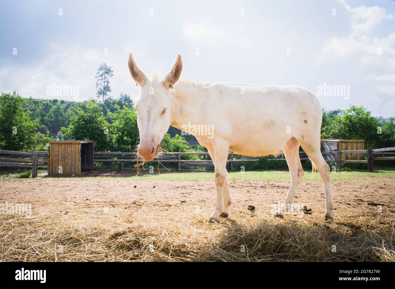 L'asino, razza Asinara asino, Equus africanus F. asinus 'Asinara asino' presso il Tribunale economico di Bohuslavice, Repubblica Ceca, il 26 giugno 2021. Foto Stock